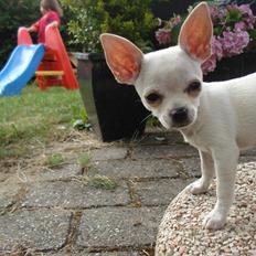 Chihuahua pitit