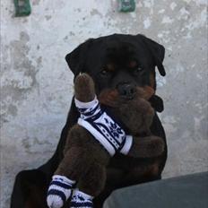 Rottweiler Lilla Aftonstjarnäs Number One (Cicco)