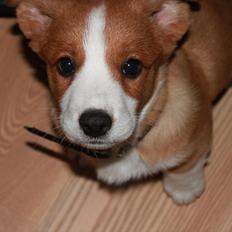 Welsh corgi cardigan Faarup Magic Moonlight