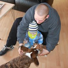 Welsh corgi cardigan Faarup Magic Moonlight