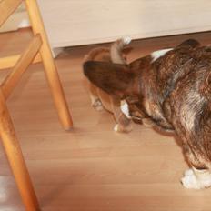 Welsh corgi cardigan Faarup Magic Moonlight