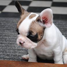 Fransk bulldog Karla