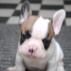 Fransk bulldog Karla