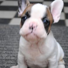 Fransk bulldog Karla