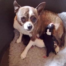 Blanding af racer chevy