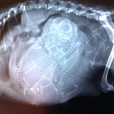 Blanding af racer chevy