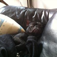 Fransk bulldog medina