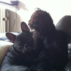 Fransk bulldog medina