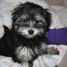 Løwchen Lille My<3 Solgt