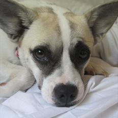 Blanding af racer Belle: Nu en af himlens stjerner