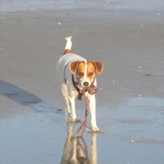 Blanding af racer Luna Sofia