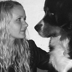 Berner sennenhund Walter