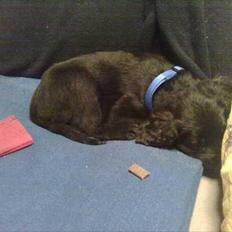 Blanding af racer Hosianna