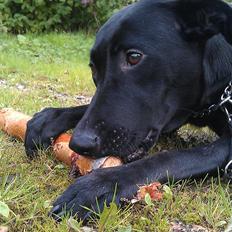 Blanding af racer zika