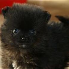 Pomeranian Balou <3