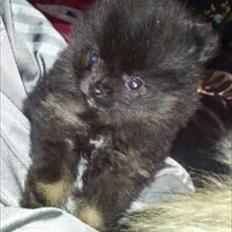 Pomeranian Balou <3