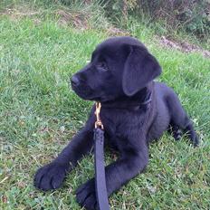 Labrador retriever Tess