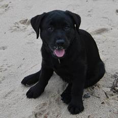 Labrador retriever Tess