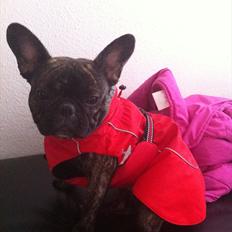 Fransk bulldog Bertha