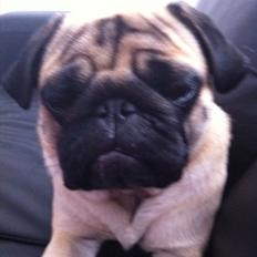 Mops Uffe