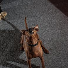 Dvaergpinscher Jazz