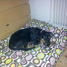 Blanding af racer Tøsen