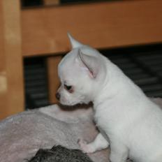 Chihuahua Honey Paj´s Yvain Yuzzlebug