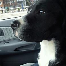 Blanding af racer Bella