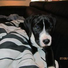 Blanding af racer Bella