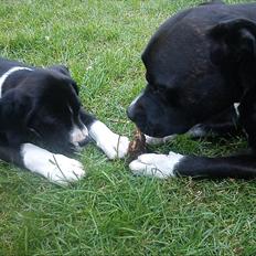 Blanding af racer Bella