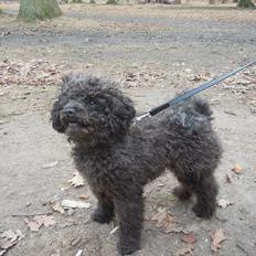 Dværgpuddel Niño - En ven for livet<3