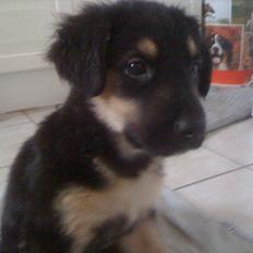 Blanding af racer Baby