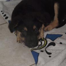 Blanding af racer Baby