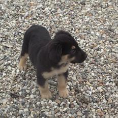 Blanding af racer Baby