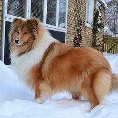 Collie langhåret Mischa