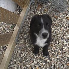 Blanding af racer Tyson