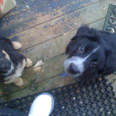 Blanding af racer Tyson