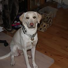 Labrador retriever Bella