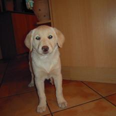 Labrador retriever Bella