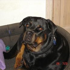 Rottweiler Rocky *HIMMELHUND*