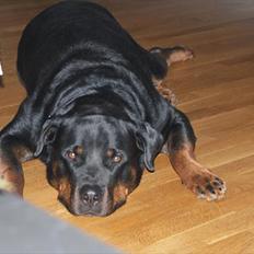 Rottweiler Rocky *HIMMELHUND*