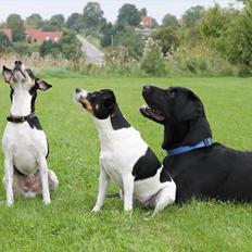 Dansk svensk gaardhund Gismo