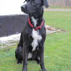 Blanding af racer Vicki