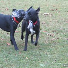 Blanding af racer Vicki