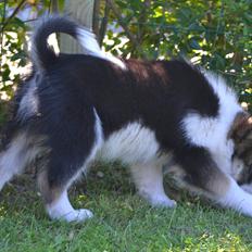 Islandsk fårehund Cato