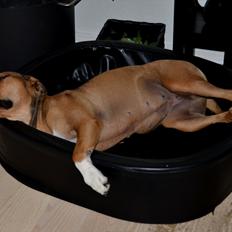 Amerikansk staffordshire terrier Zera