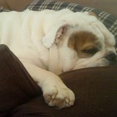 Engelsk bulldog shark