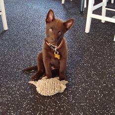 Australsk kelpie Ilo
