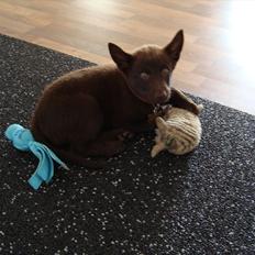 Australsk kelpie Ilo
