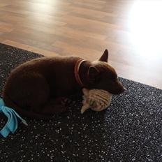 Australsk kelpie Ilo